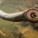 Image for article titled Lampreys Could Hold the Key to Better Underwater Robots